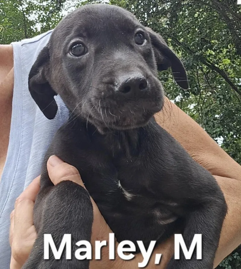 A baby medium-sized male Black Labrador Retriever dog named Marley for adoption in Parma, OH