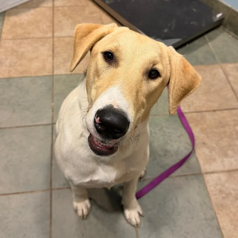 A young large-sized female White / Cream Mixed Breed dog named Dollie for adoption in Chattanooga, TN