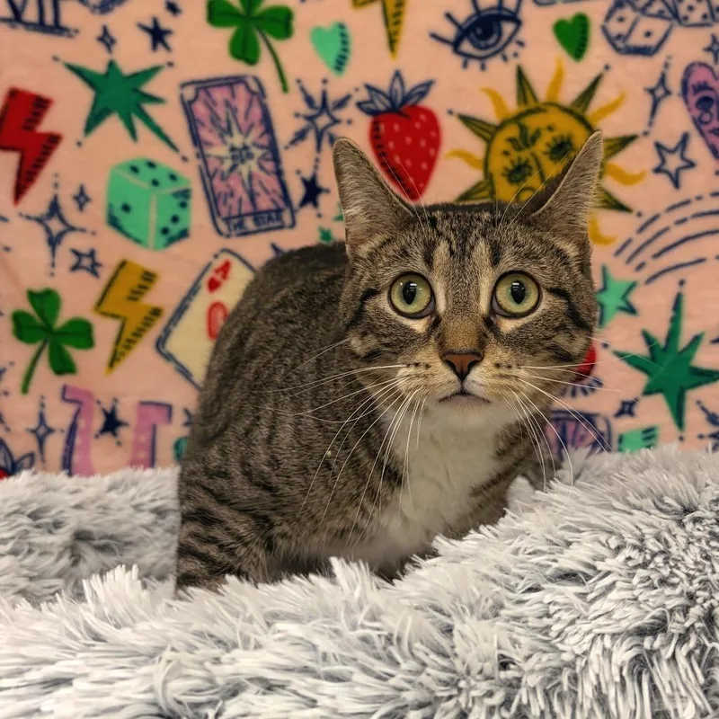 An adult large-sized female Brown / Chocolate Domestic Short Hair cat named Bambi for adoption in Deerfield, IL