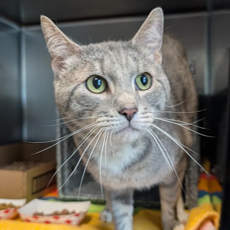 An adult large-sized male Brown / Chocolate Domestic Short Hair cat named Dennis for adoption in Birdsboro, PA