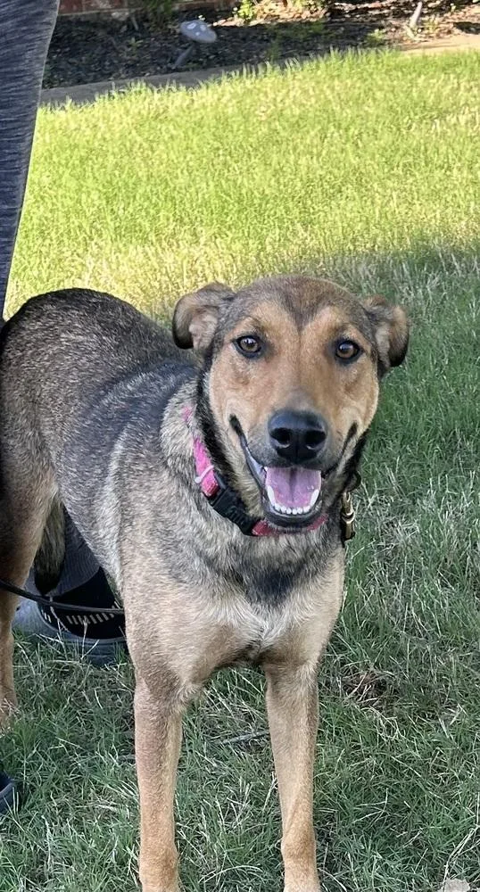 A young medium-sized female Hound dog named Abigail for adoption in Horn Lake, MS