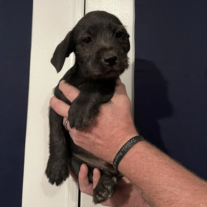A baby small-sized male Black Border Collie dog named Clifford for adoption in Spokane, WA