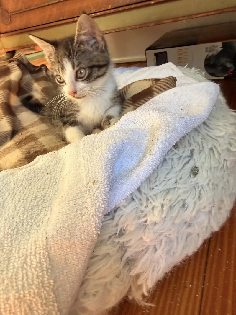 A baby medium-sized male White Domestic Short Hair cat named Linguine for adoption in Herndon, VA