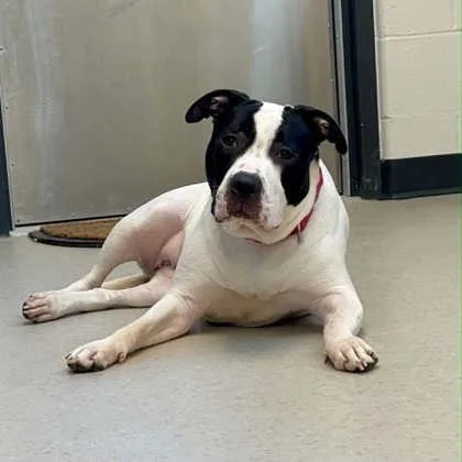 An adult large-sized female Pit Bull Terrier dog named Sarabee for adoption in Wheaton, IL