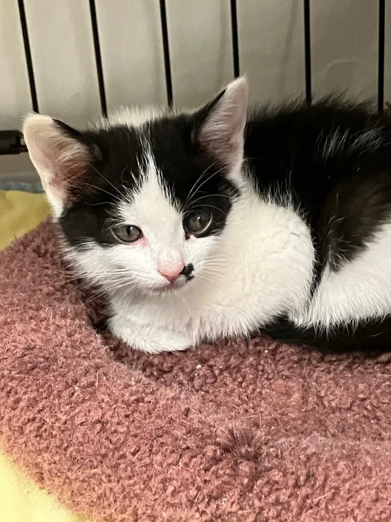 A baby small-sized female Domestic Short Hair cat named Patty for adoption in Lunenburg, MA