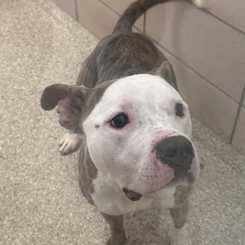 An adult medium-sized female White / Cream American Staffordshire Terrier dog named MONTStray for adoption in Perkiomenville, PA