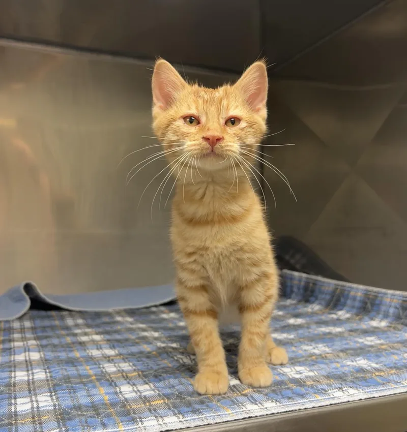 A baby medium-sized male Tabby (Orange / Red) Domestic Short Hair cat named Jigsaw for adoption in Montville, NJ