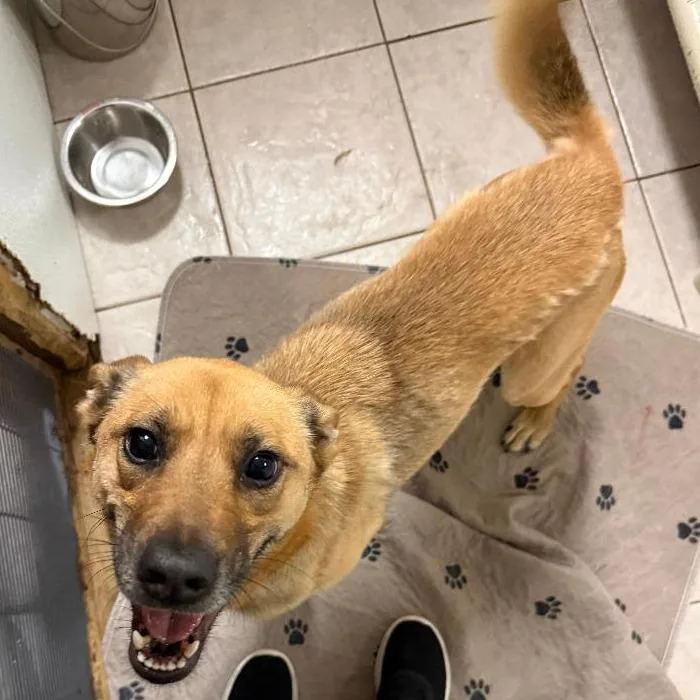 An adult medium-sized female Yellow / Tan / Blond / Fawn Carolina Dog dog named Boogie FKA Quesadilla for adoption in North Myrtle Beach, SC