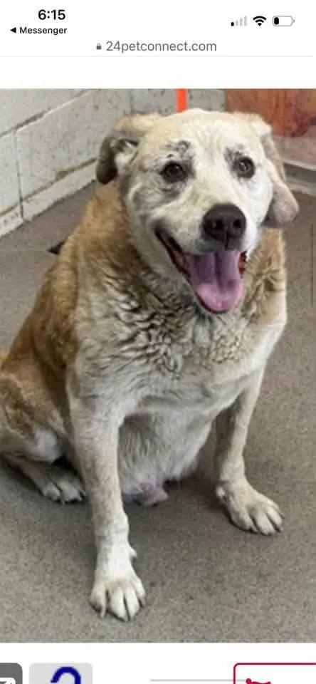 A senior large-sized female Labrador Retriever dog named SBC Gunner for adoption in San Diego, CA