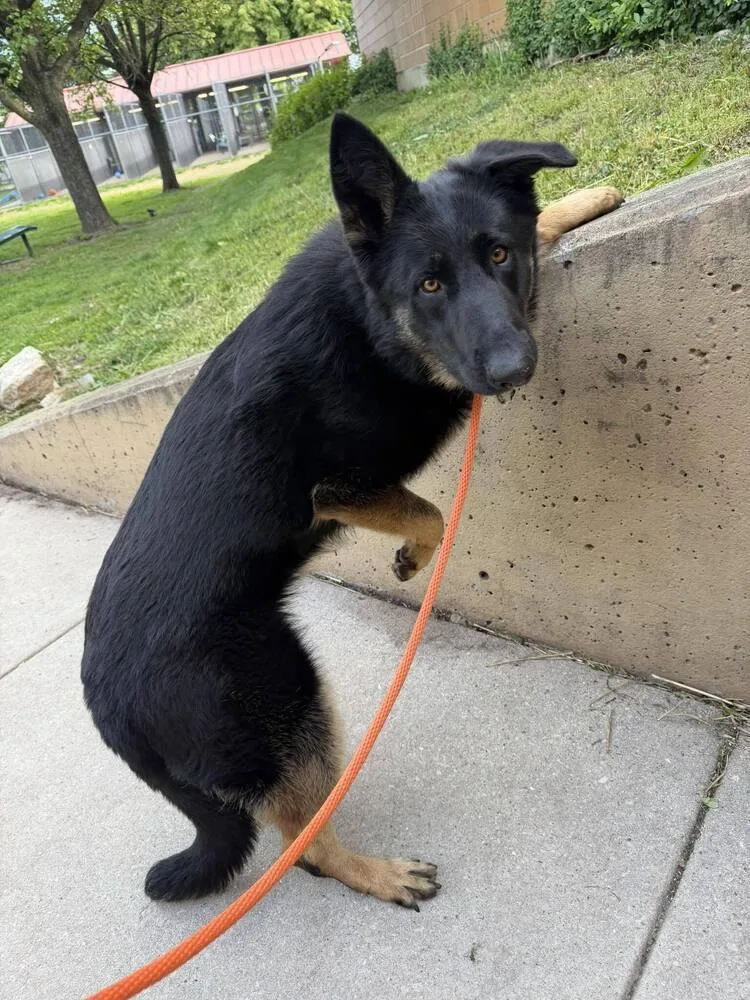 A young large-sized female Black German Shepherd Dog dog named Chimichanga for adoption in Suamico, WI
