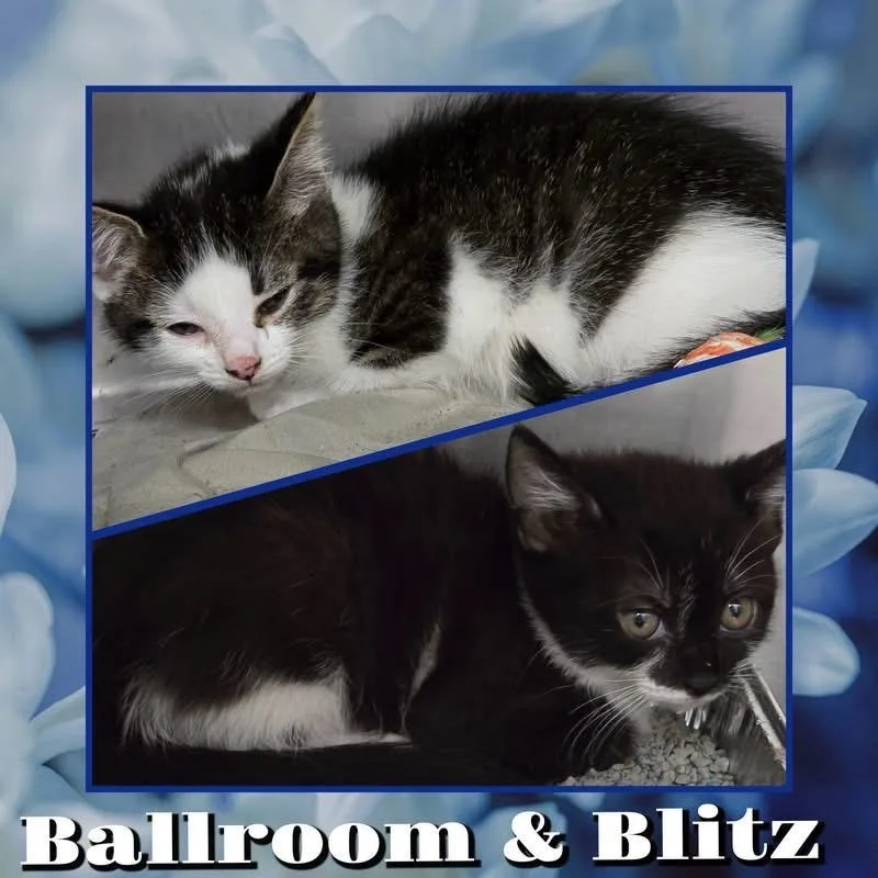 Ballroom thumbnail 3
