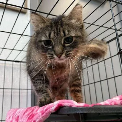 A young medium-sized female Black Tabby cat named Mittens for adoption in Jackson, MI