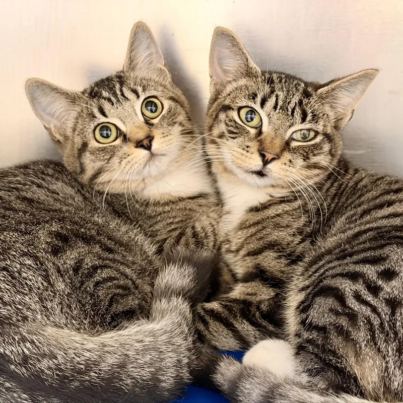 A young medium-sized female Tabby (Brown / Chocolate) Domestic Short Hair cat named Gidget and Fidget for adoption in Manahawkin, NJ