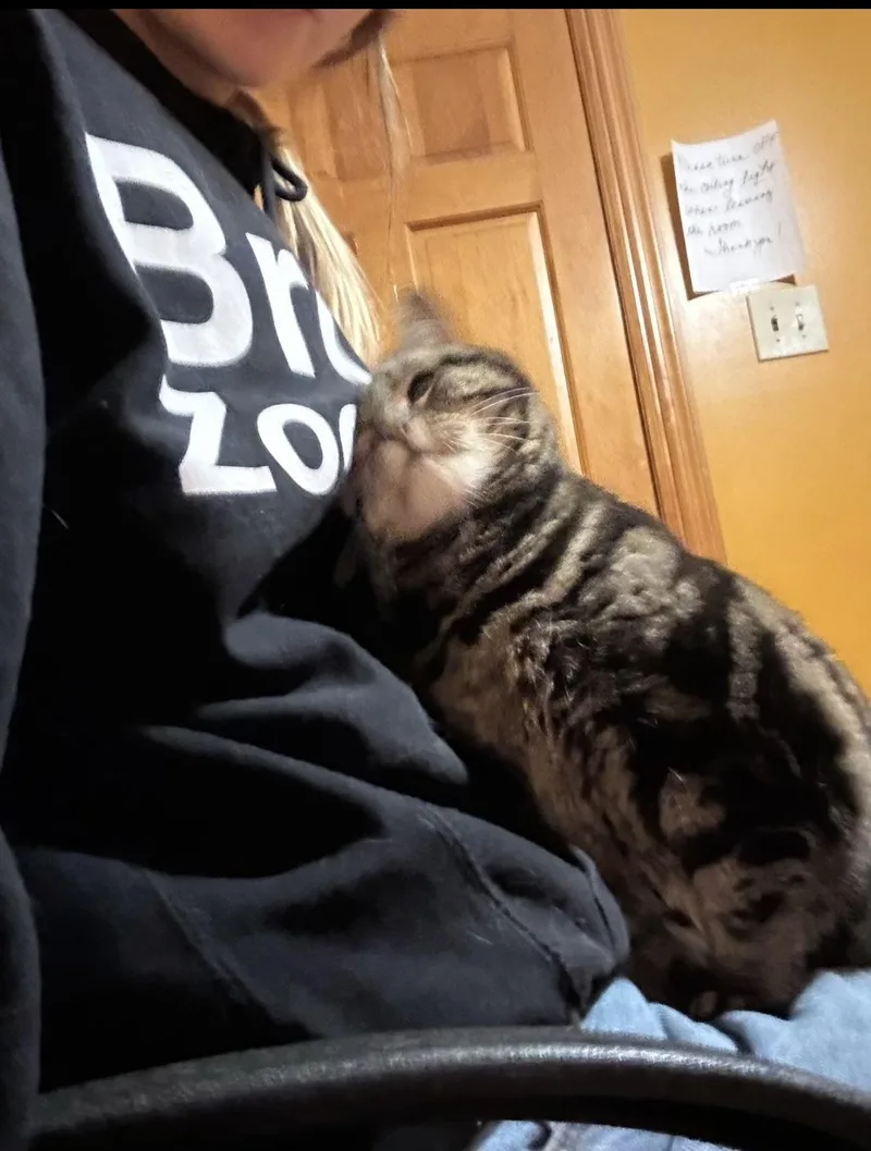 A senior medium-sized female Tabby (Gray / Blue / Silver) Domestic Short Hair cat named Zoey for adoption in Franklinville, NJ