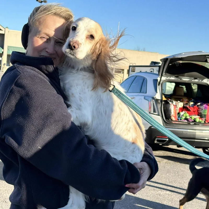 Penny The Spaniel thumbnail 2