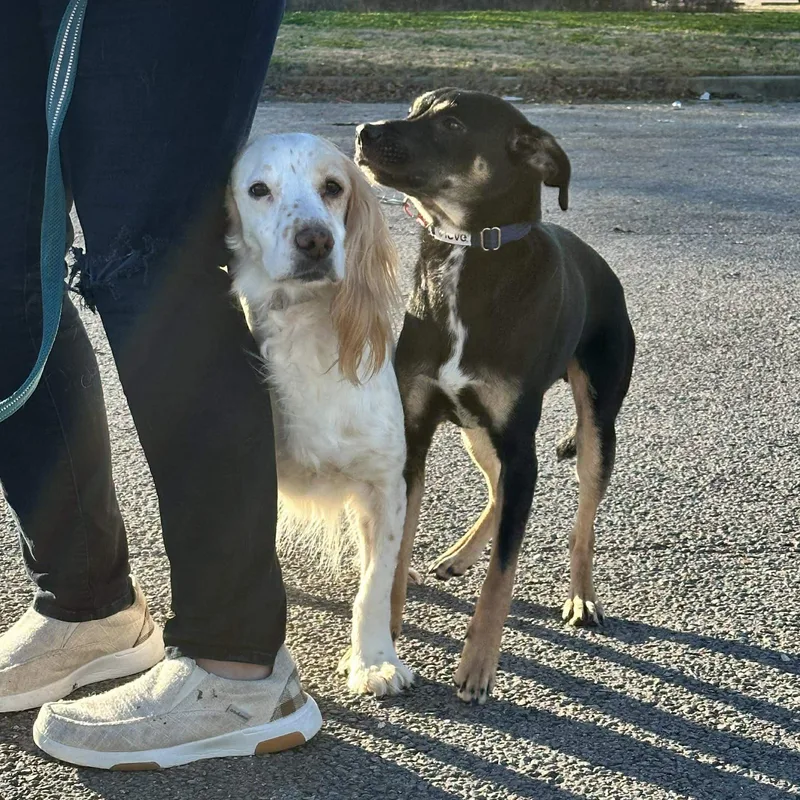 Penny The Spaniel thumbnail 3