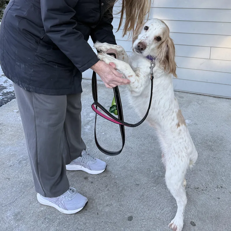 Penny The Spaniel thumbnail 4