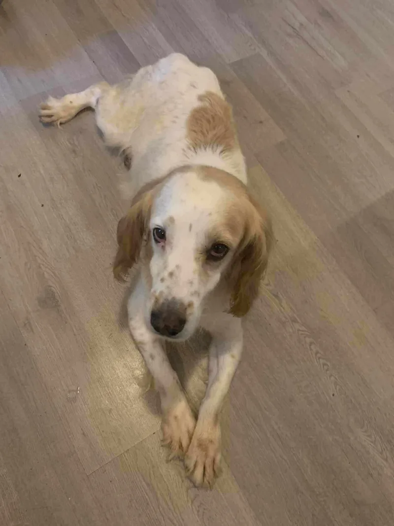 Penny The Spaniel thumbnail 5