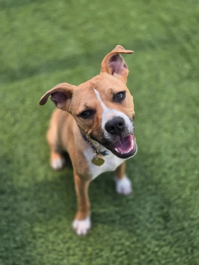 A baby medium-sized female Mixed Breed dog named Claire for adoption in Detroit, MI