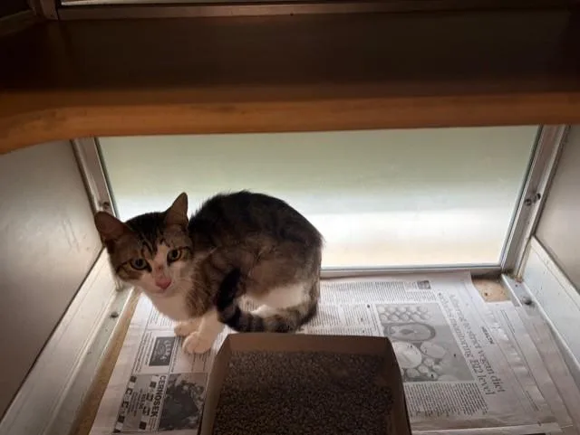 A young medium-sized male Domestic Short Hair cat named A for adoption in Pasadena, TX
