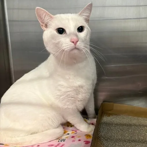 An adult extra large-sized male Domestic Short Hair cat named Winter for adoption in Saint Charles, MO