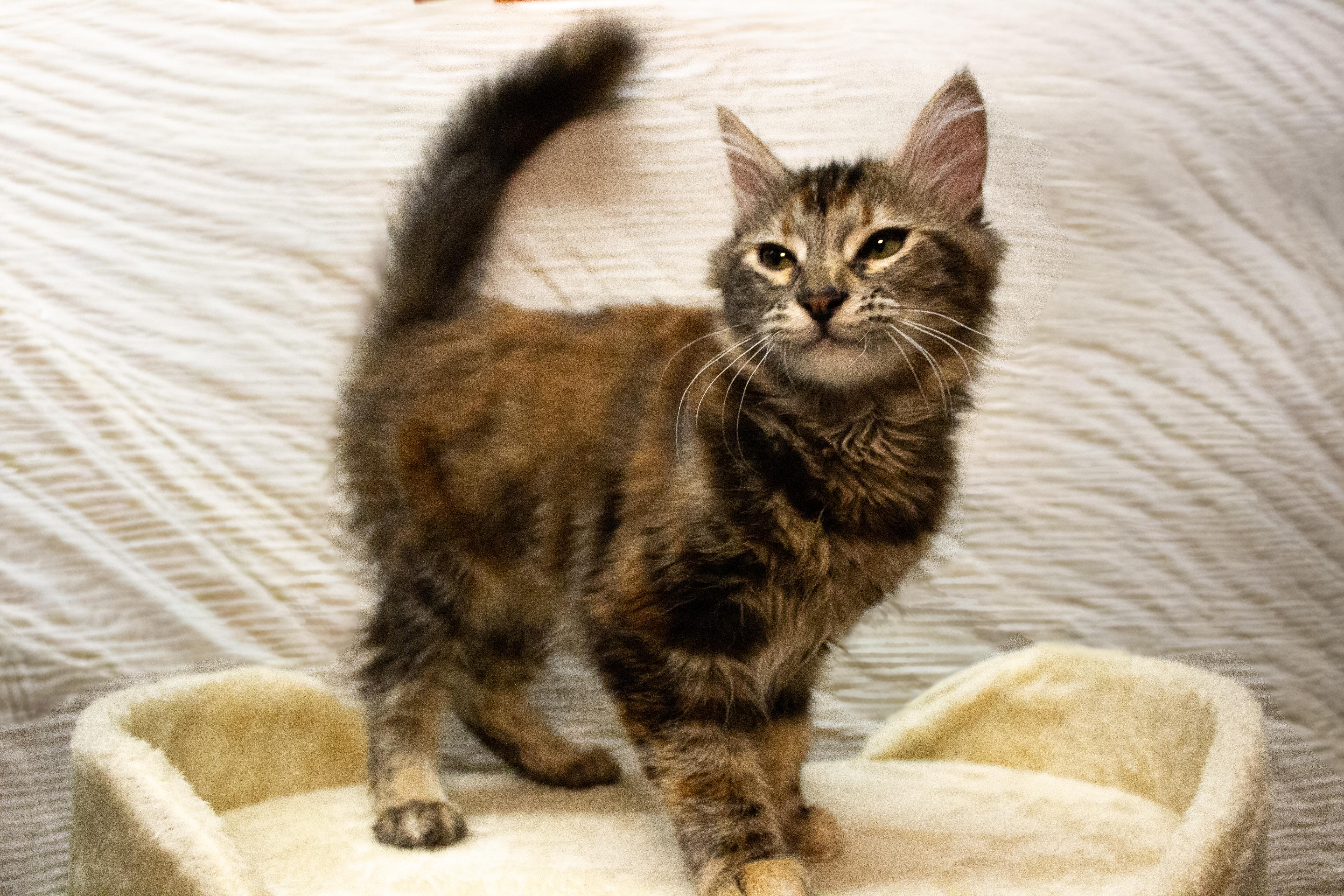 A baby small-sized female Calico Domestic Long Hair cat named Brie for adoption in Covina , CA