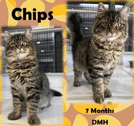 Chips