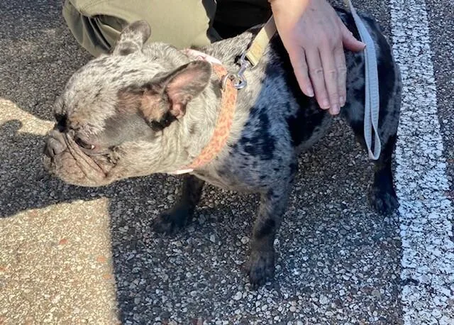 An adult small-sized female Gray / Blue / Silver Mixed Breed dog named Jynx for adoption in Cincinnati, OH
