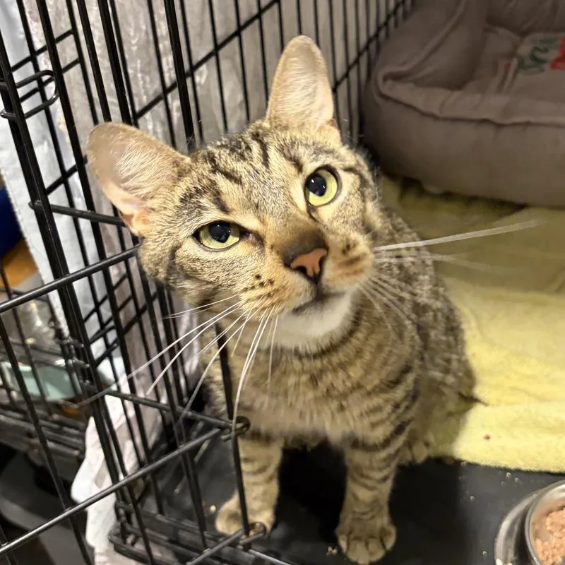 An adult large-sized female Brown / Chocolate Domestic Short Hair cat named Joanne for adoption in Mount Laurel, NJ