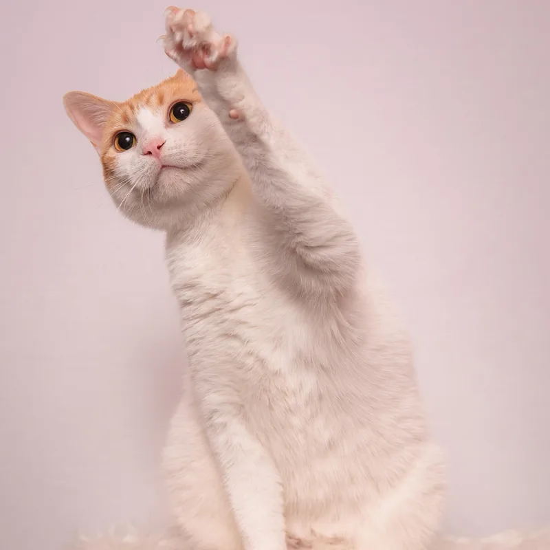 Aurora The Most Chill thumbnail 2