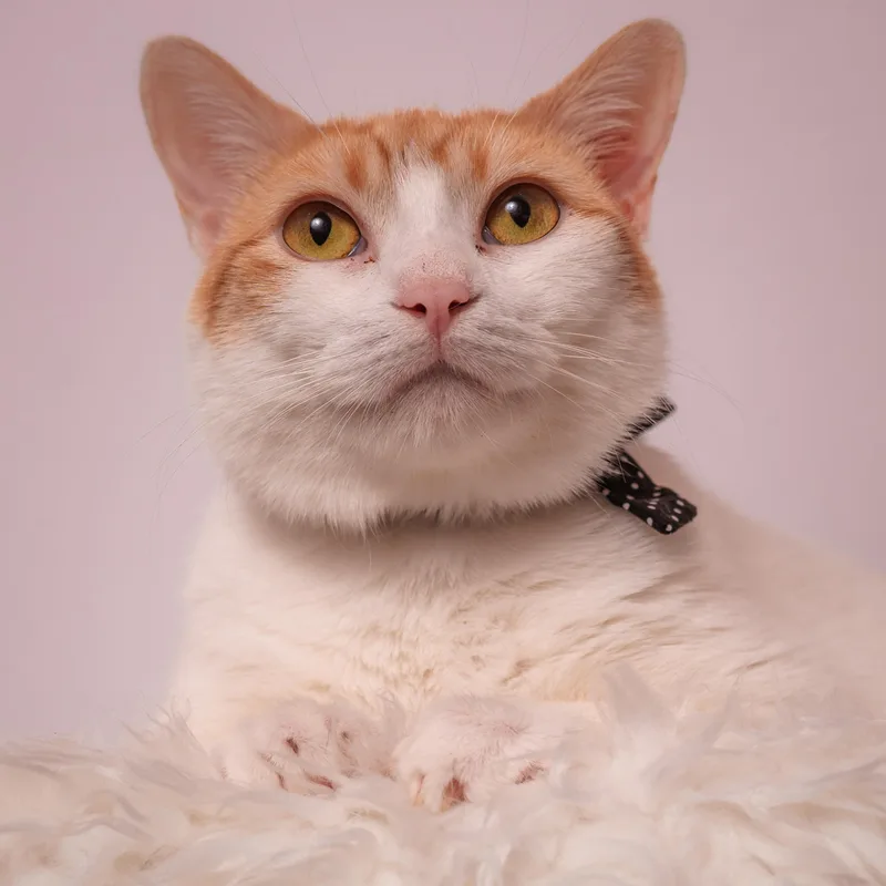 Aurora The Most Chill thumbnail 3