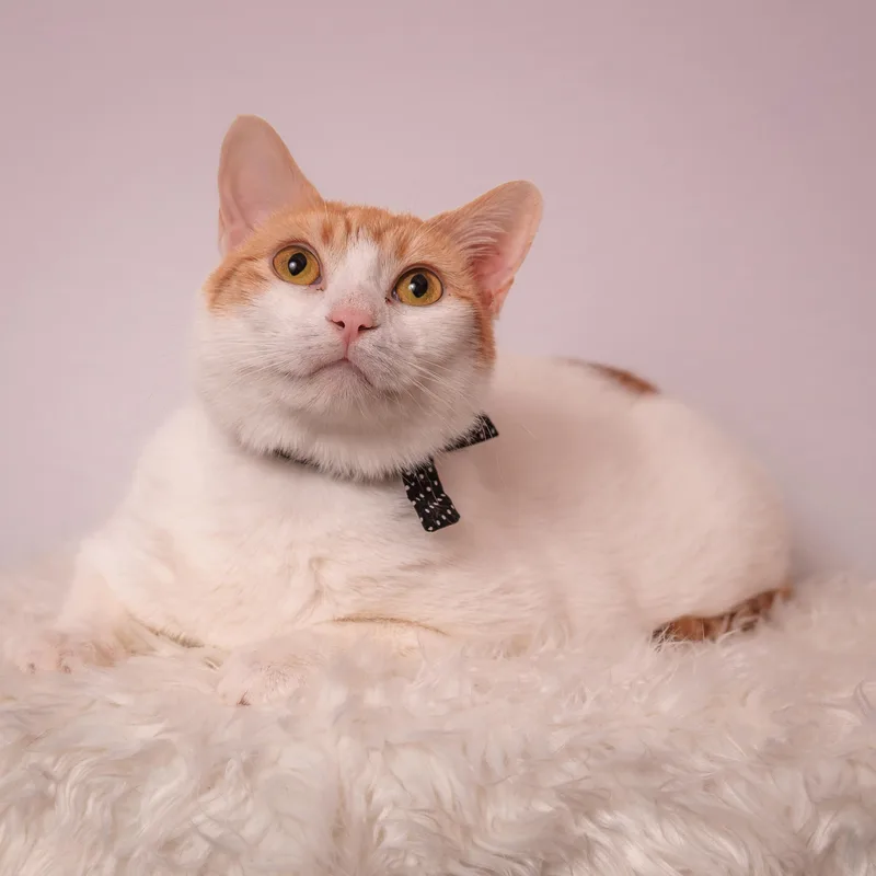 Aurora The Most Chill thumbnail 4