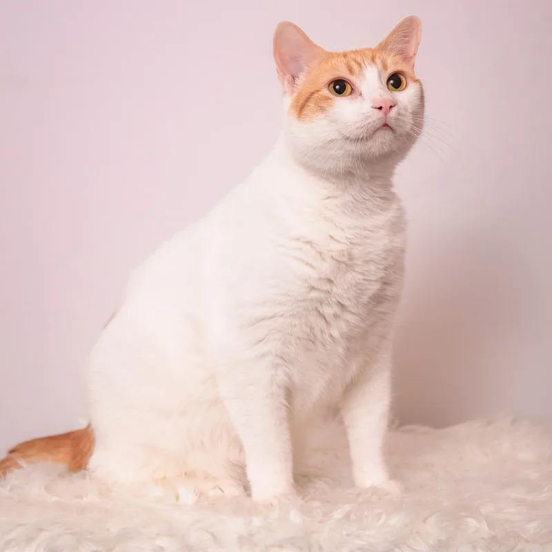 Aurora The Most Chill