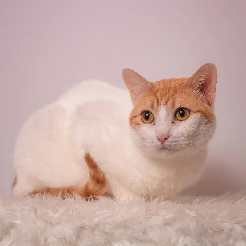 Aurora The Most Chill thumbnail 5