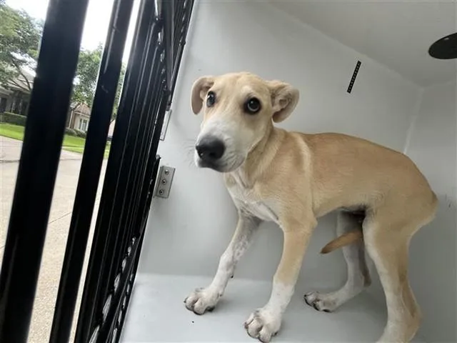 An adult medium-sized female Siberian Husky dog named A for adoption in Houston, TX