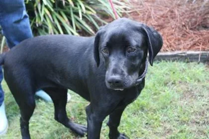 An adult medium-sized female Labrador Retriever dog named Gracie for adoption in Brunswick, GA