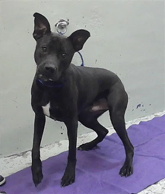 A young medium-sized male Staffordshire Bull Terrier dog named Kane for adoption in Houston, TX