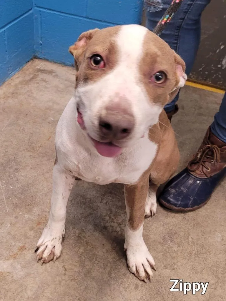 An adult medium-sized male Terrier dog named Mr. Bean for adoption in Defiance, OH