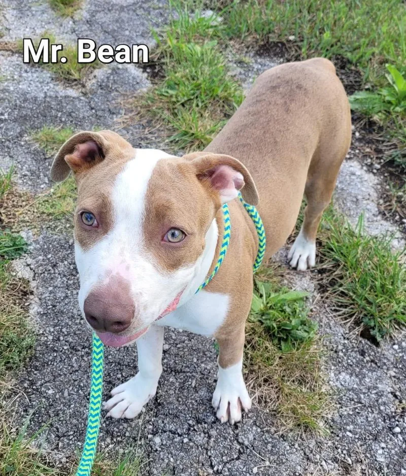 Mr. Bean thumbnail 5