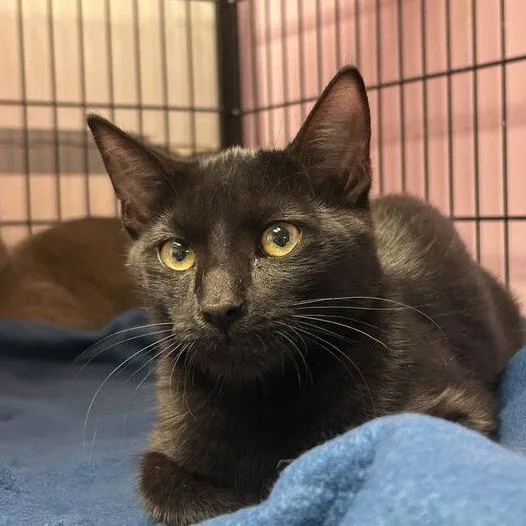A young medium-sized male Black Domestic Short Hair cat named One Million Bees for adoption in Davenport, IA