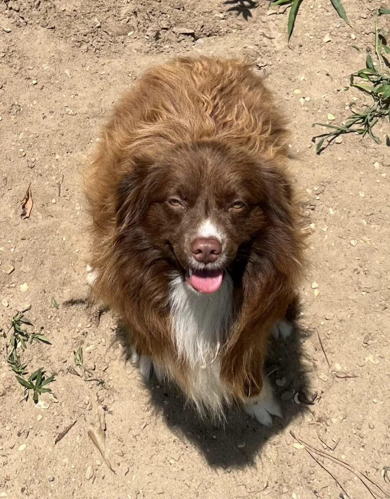 A young medium-sized male Brown / Chocolate Australian Shepherd dog named Max for adoption in Biloxi, MS