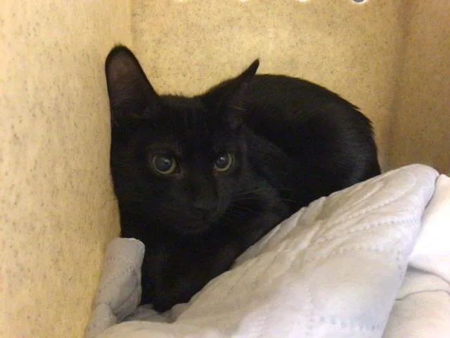 A baby small-sized male Domestic Short Hair cat named Six for adoption in Riverside, CA
