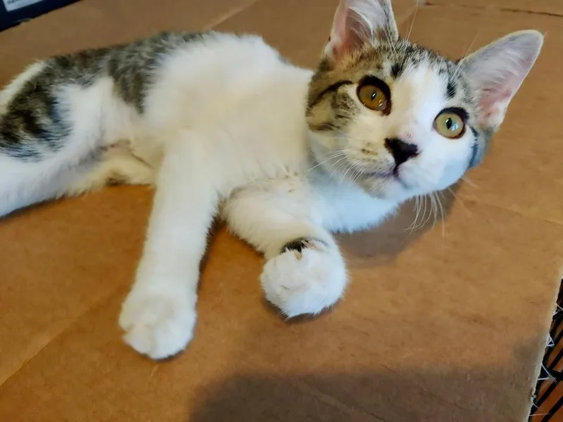 A baby medium-sized female White Domestic Short Hair cat named Meowyweather for adoption in Pasco, WA