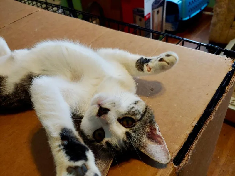 Meowyweather thumbnail 2