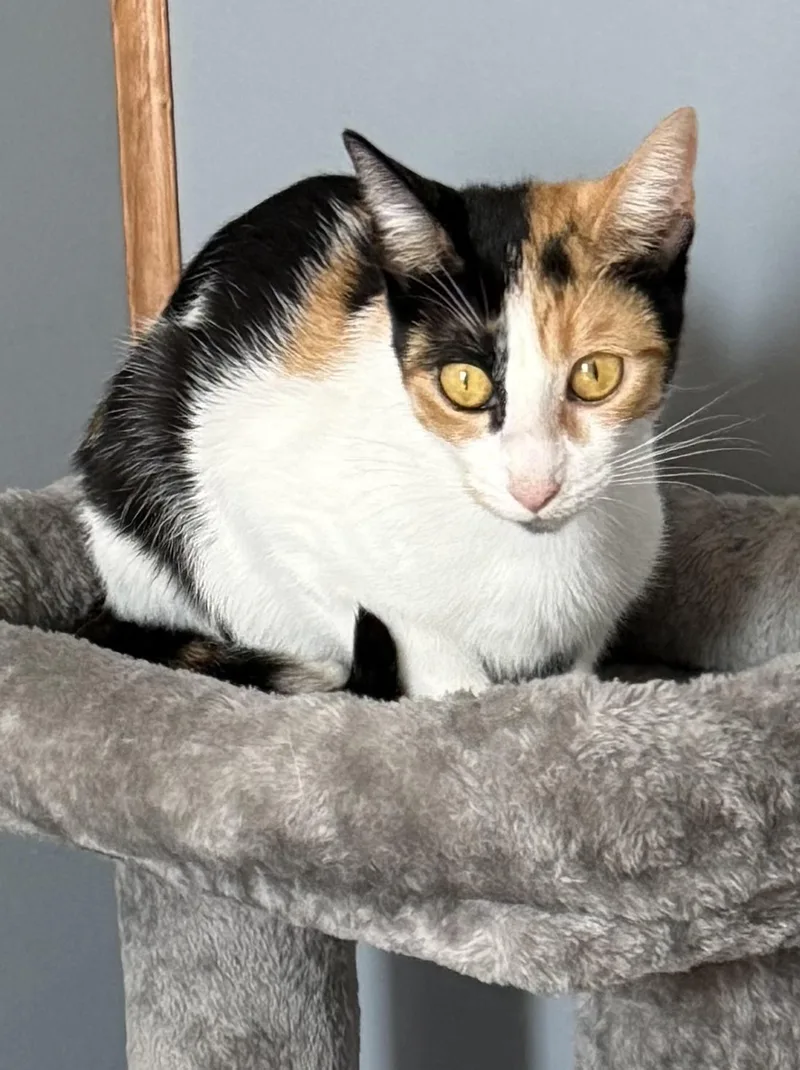 An adult medium-sized female Calico Domestic Short Hair cat named Chai for adoption in Hamburg, NY