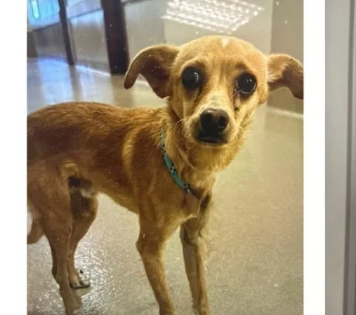 A young small-sized male Chihuahua dog named Fennel for adoption in Copiague, NY