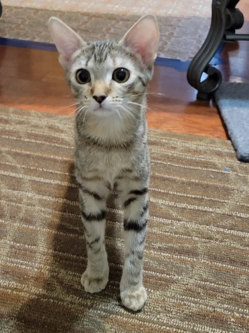 A baby small-sized female Tabby (Brown / Chocolate) Domestic Short Hair cat named Nutmeg for adoption in Statesboro, GA