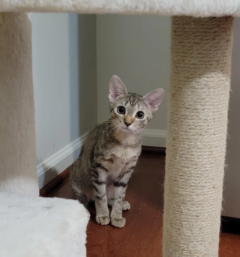 Nutmeg thumbnail 2