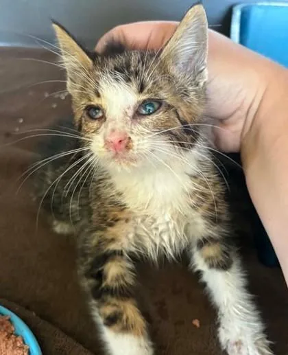A baby small-sized male Domestic Short Hair cat named Theodore for adoption in Lampasas, TX