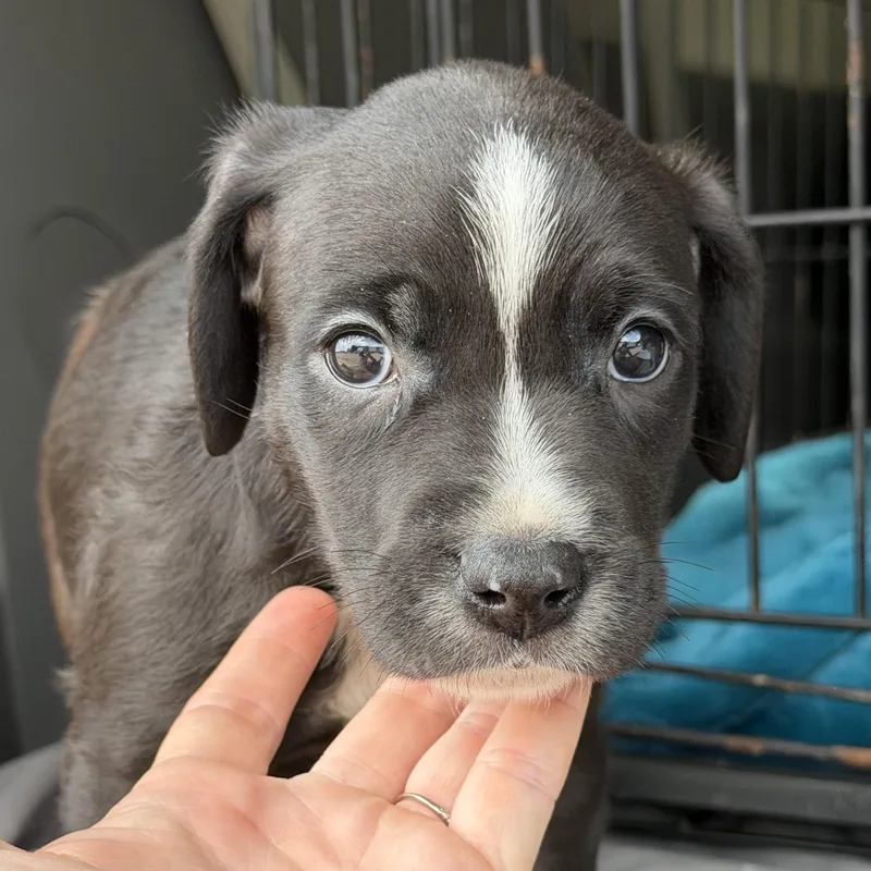 A baby medium-sized male Black Pit Bull Terrier dog named Jergens for adoption in Columbia, SC